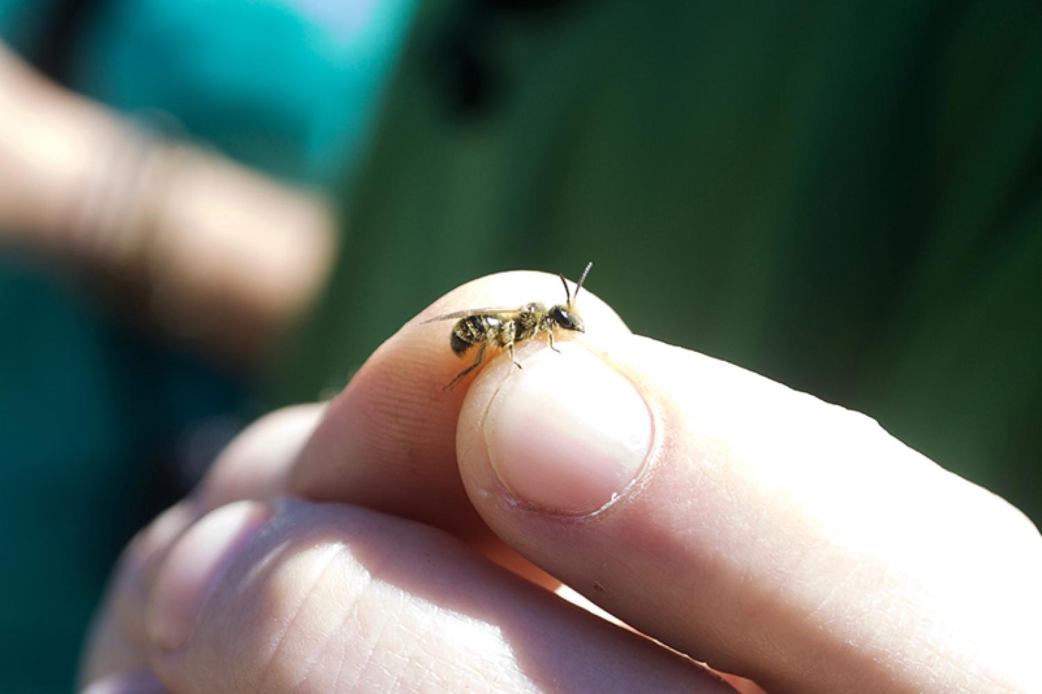 abc-abeilles-guillaumes_isilveira-3-800px.jpg