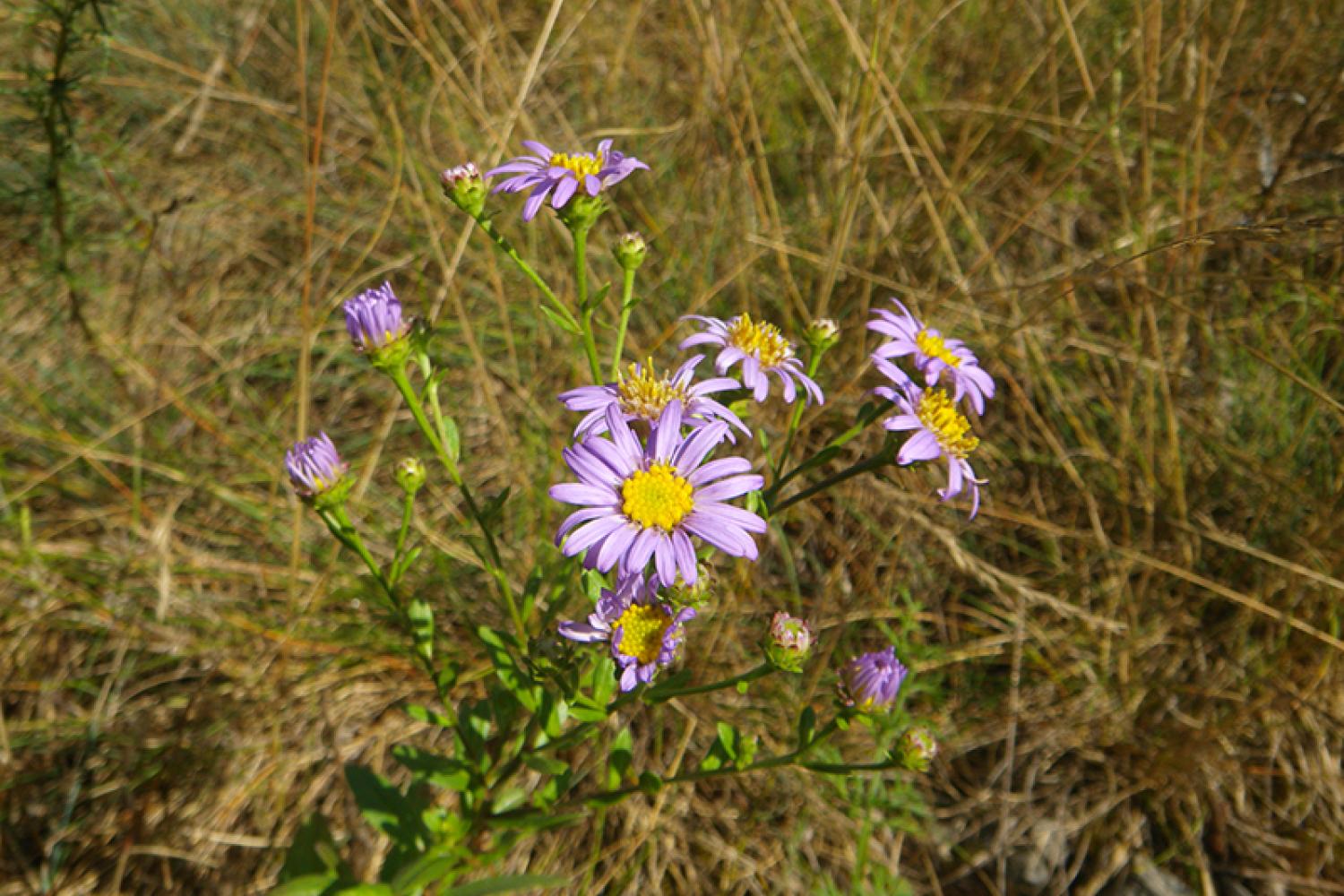 aster-amelle-800px.jpg