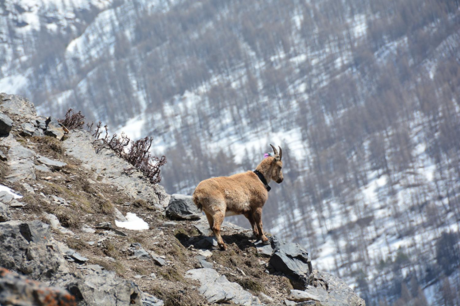 edelweiss_light-800px.jpg