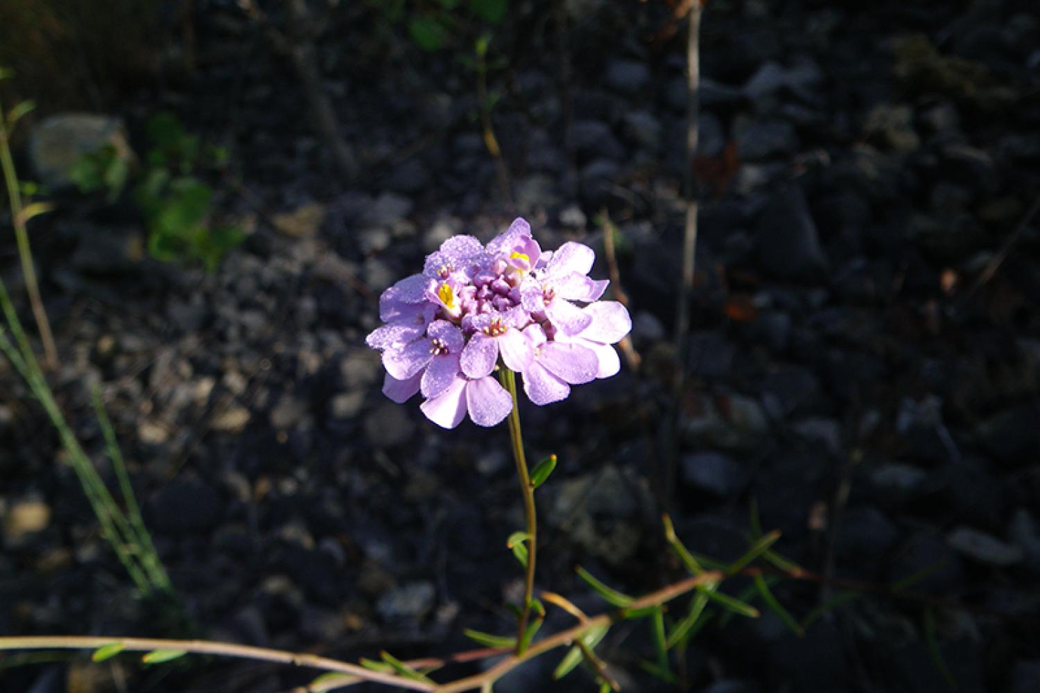 iberis-a-feuilles-de-lin-800px.jpg