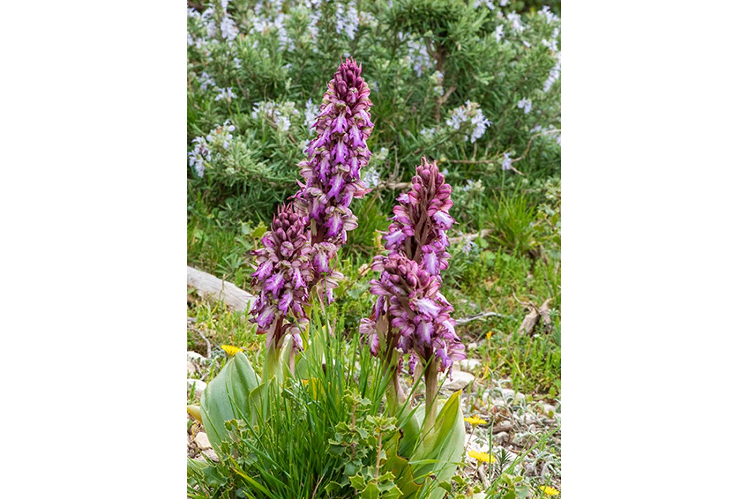 orchis-geant-800x600px.jpg