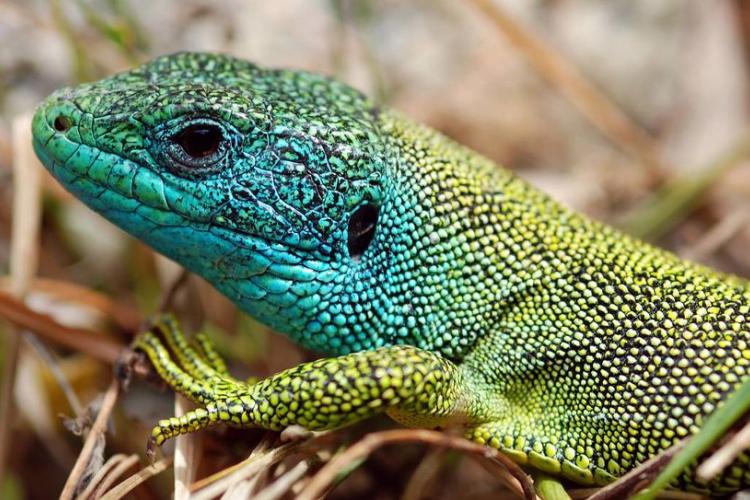 Lézard vert mâle - Auteur : PIERINI Philippe