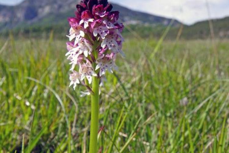 Flore de Châteauneuf d'Entraunes - Orchis brûlé